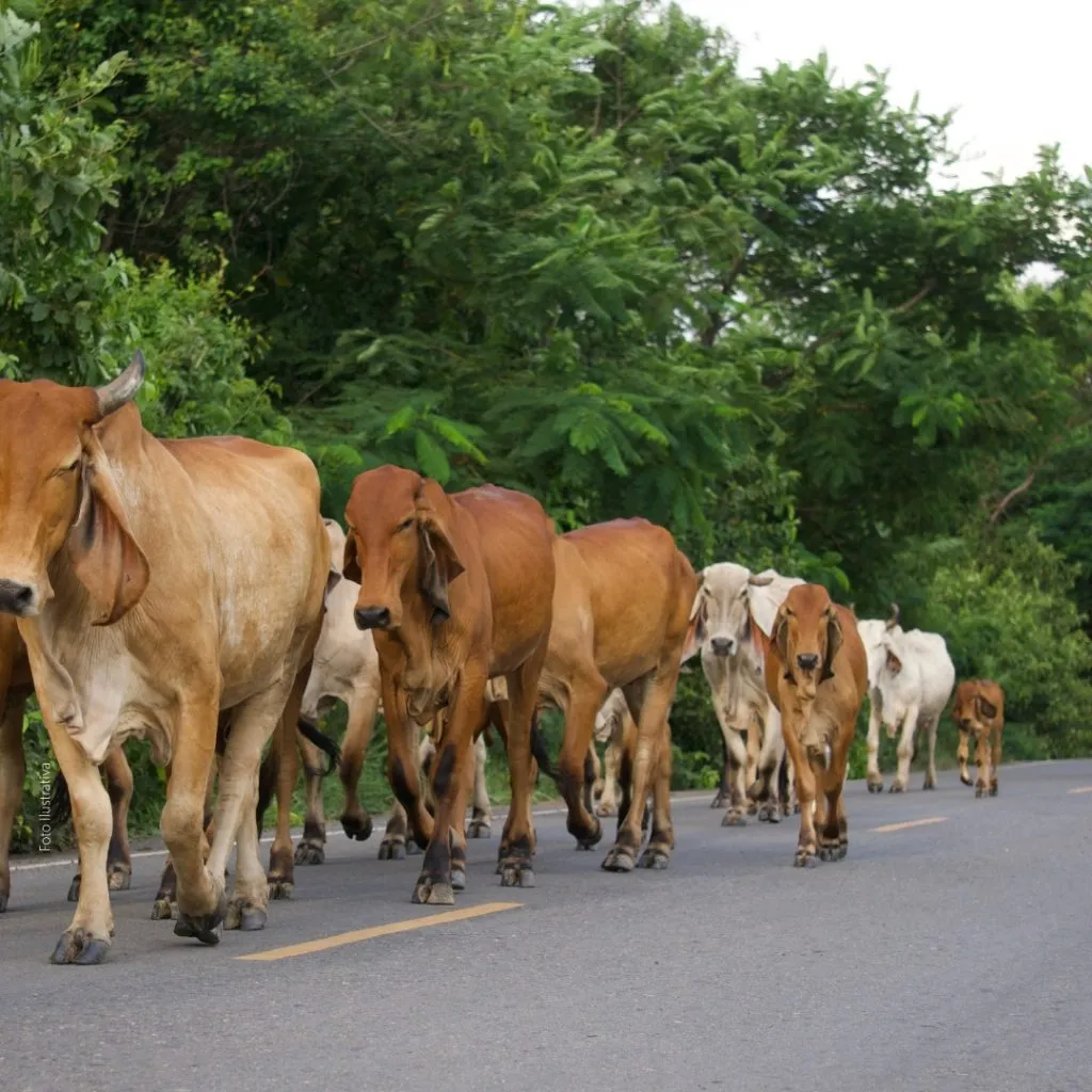 MP de Sergipe firma acordo para apreender animais soltos na rodovia SE-100