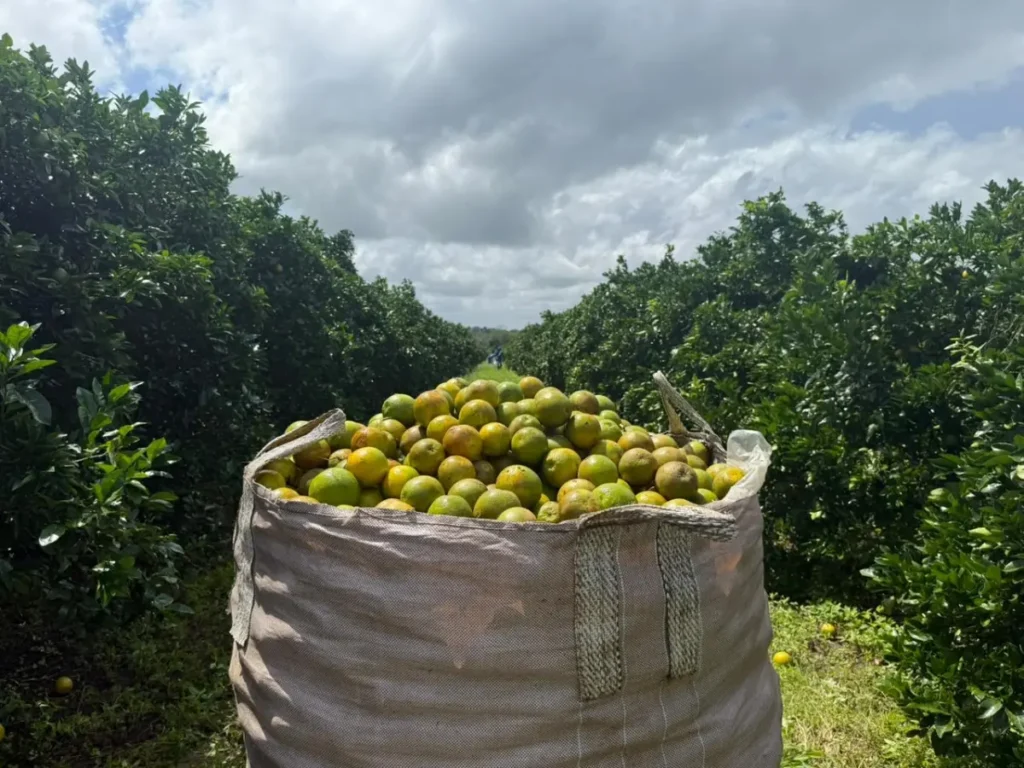 Acordo Mercosul–União Europeia pode gerar economia de até R$ 1,3 bilhão para exportações brasileiras de suco de laranja