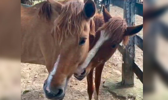 Cavalos em situação de maus-tratos são resgatados durante fiscalização em Aracaju