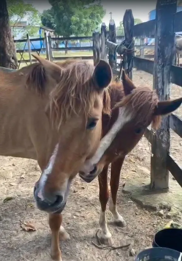 Operação em Aracaju resgata dois cavalos mantidos em condições de maus-tratos