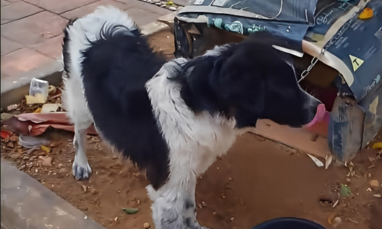 Cão é resgatado após ser abandonado e acorrentado em árvore em Aracaju