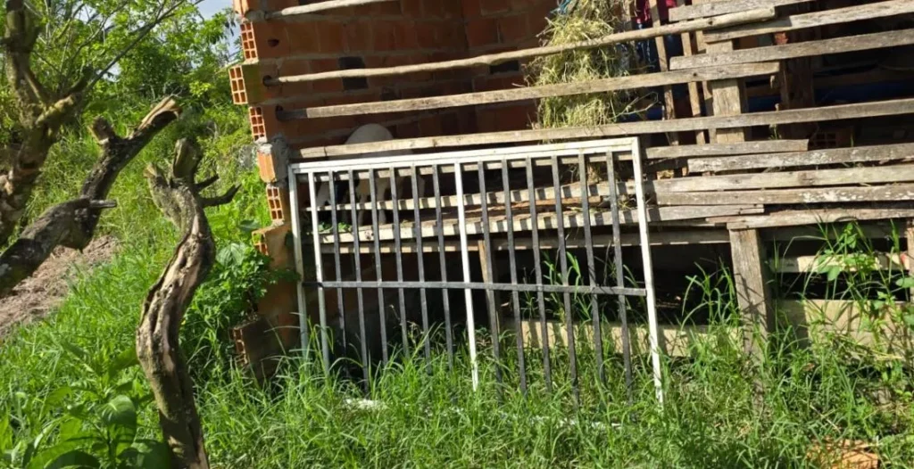 Polícia Civil recupera ovelhas furtadas na zona rural de Simão Dias