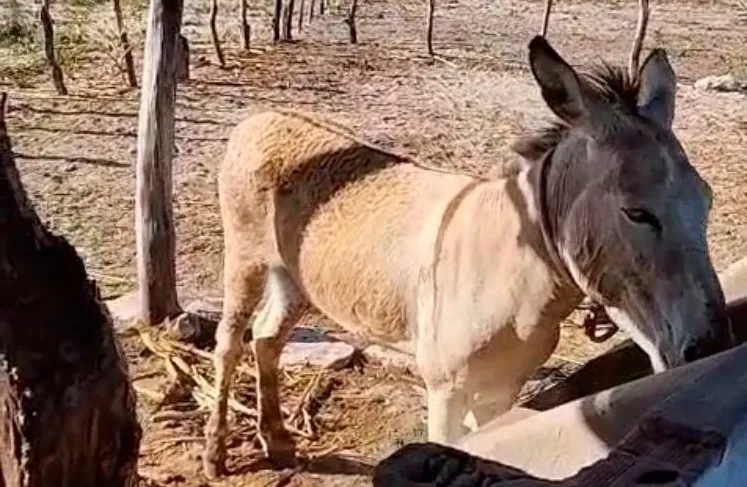 Vizinhança abalada: polícia aponta morador como autor de mutilação de jumentos em Poço Redondo