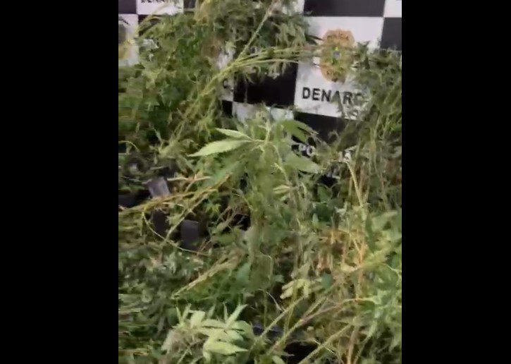 Polícia descobre estufa com 300 pés de maconha em casa de Nossa Senhora do Socorro