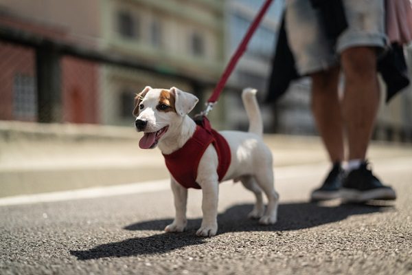 Lei que torna crime manter o animal preso com correntes é sancionada em Sergipe