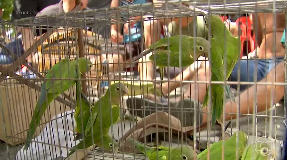 Ibama resgata centenas de animais e prende traficantes em megaoperação em Fortaleza