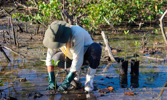 Aracaju torna-se a primeira cidade do mundo a aderir ao Mangrove Breakthrough