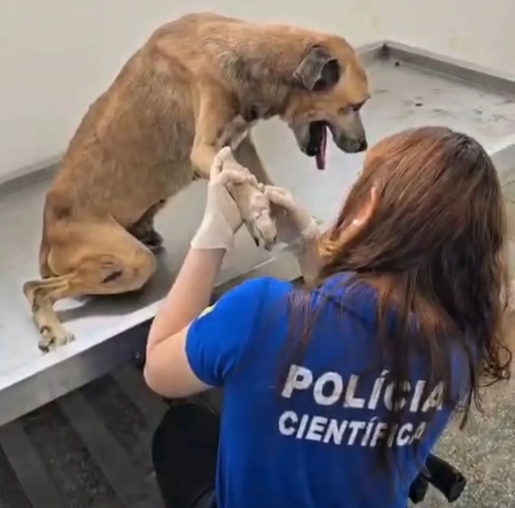 Cão vítima de maus-tratos é resgatado pela Depama no bairro Farolândia, em Aracaju