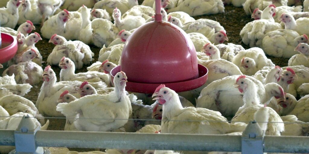 China retoma importação de carne de frango brasileira após suspensão sanitária