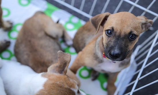 Shopping Jardins realiza campanha Amigo Pet com 20 animais disponíveis para adoção neste sábado