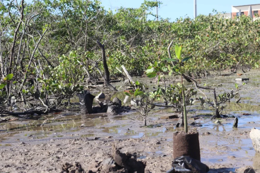 Aracaju leva plano de recuperação dos manguezais à COP 30 em Belém