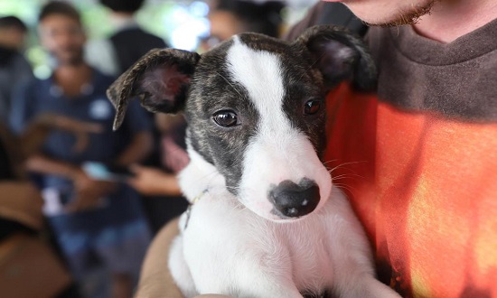 Campanha em Aracaju oferece 70 cães e gatos para adoção neste fim de semana