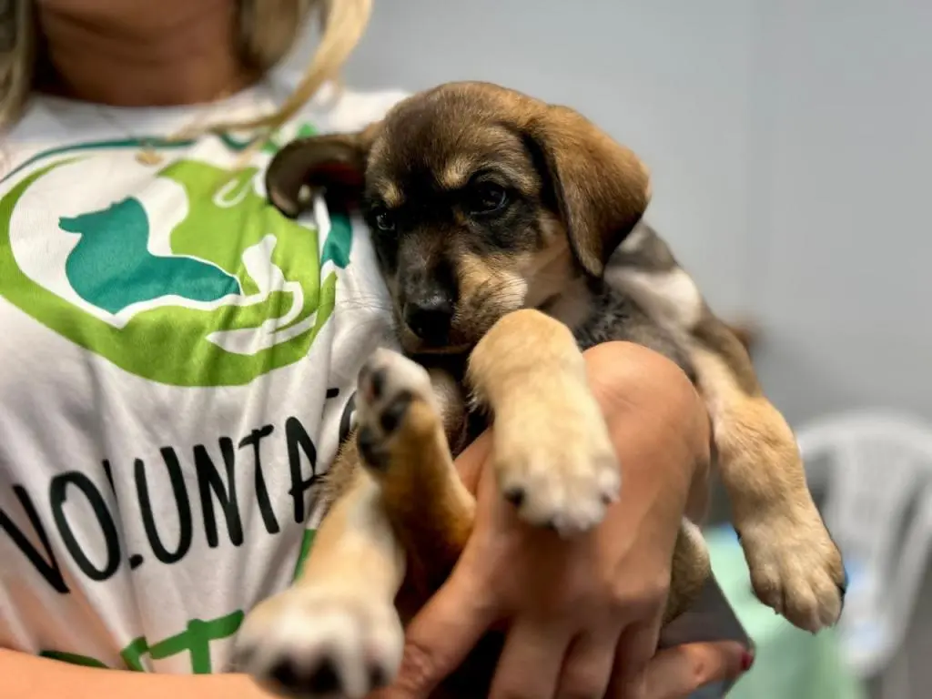 5ª Campanha de Adoção de Cães e Gatos acontece no RioMar Aracaju nos dias 22 e 23