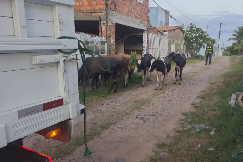 Operação Jaguar Boiadeiro retira animais soltos das rodovias estaduais de Sergipe durante feriado