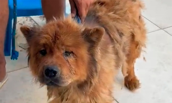Casal é detido em Itabaiana por manter cachorro em condições insalubres