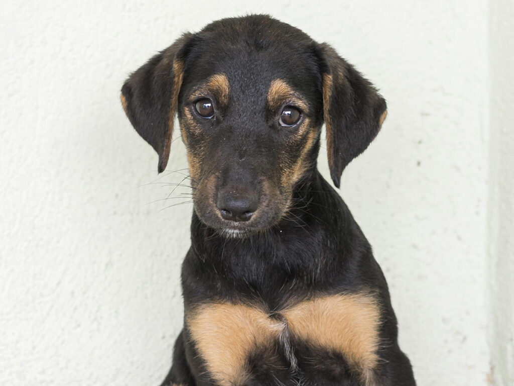 Campanha de adoção animal acontece neste sábado em Aracaju