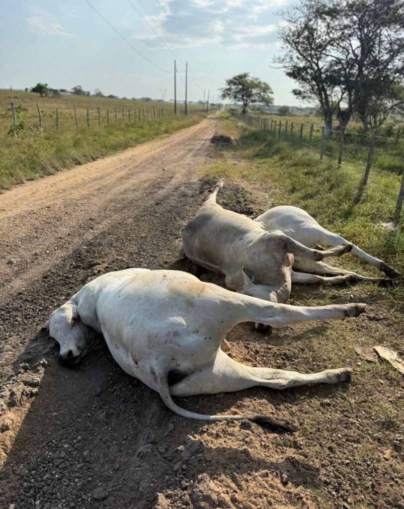 Descarte Irregular de Animais Mortos é Denunciado em Estrada de Itabaiana
