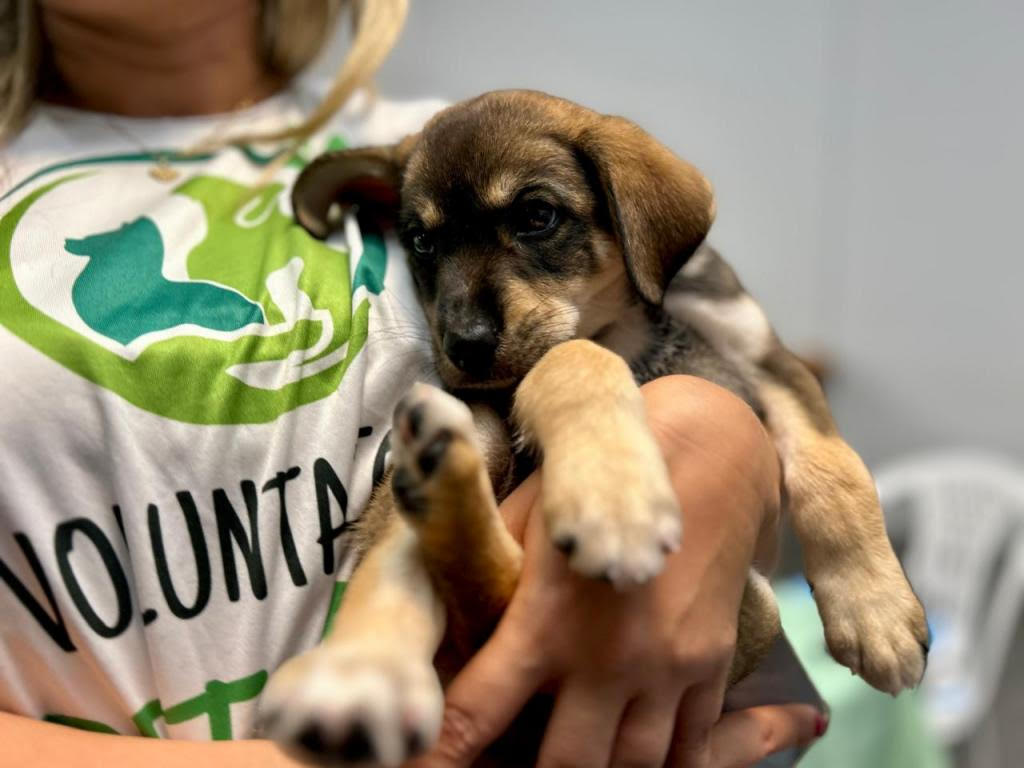 Sema e RioMar Aracaju realizam campanha de adoção pet