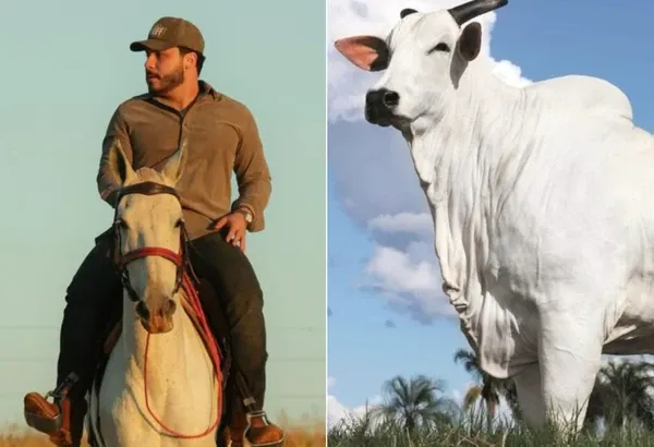 Cantor Murilo Huff vira sócio da vaca mais cara do mundo e valor impressiona