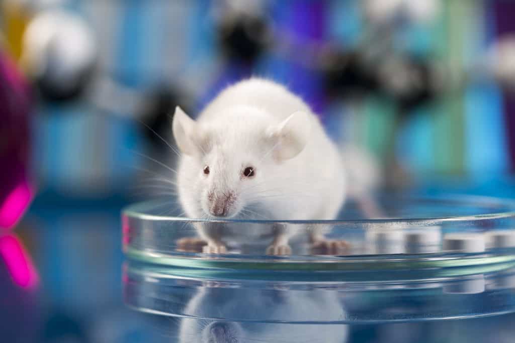 rato laboratorio 1024x683 1