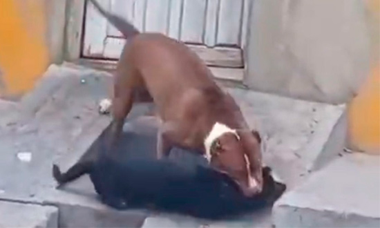 Tutor é indiciado após cão de grande porte ferir cachorro no bairro São Conrado