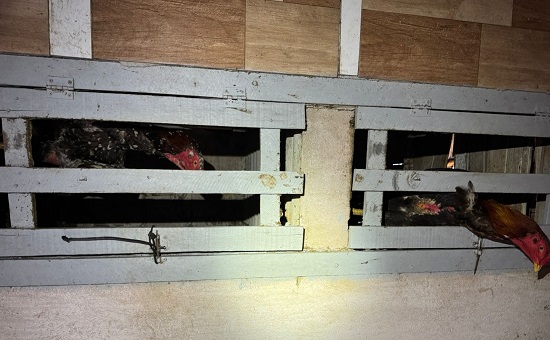 Polícia Civil resgata 50 galos vítimas de maus-tratos durante operação em Estância