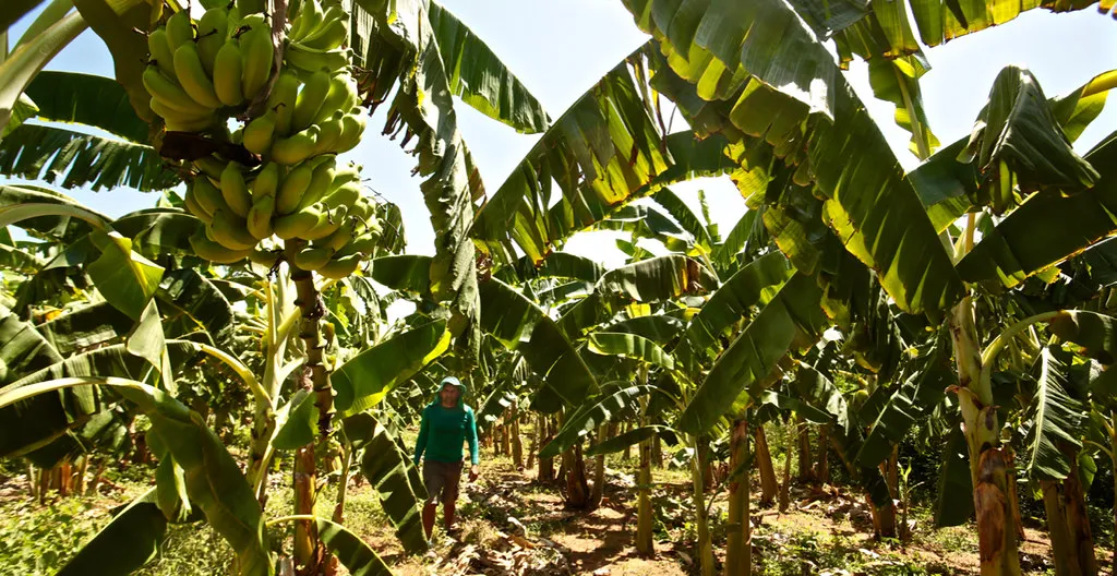 Prazo para agricultores quitarem dívidas no Banco do Nordeste termina em 30 de dezembro