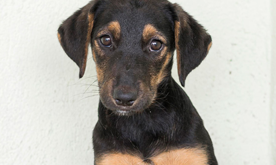 Campanha Amigo Pet oferece adoção de 30 animais no Shopping Jardins neste sábado
