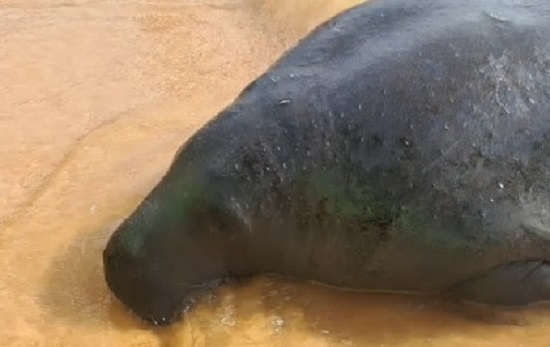 Peixe-boi Tinga é visto na foz do São Francisco e especialistas pedem distância