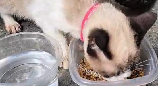 Filhote de gato é salvo depois de nove dias trancado em casa abandonada em Nossa Senhora do Socorro
