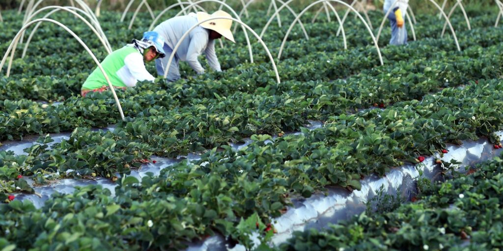 Finep destina R$ 74,9 milhões para inovação na agricultura familiar