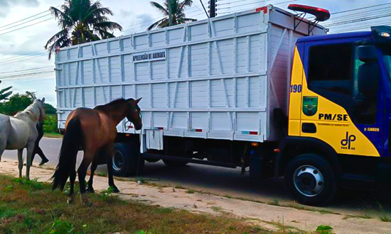 BPRv recolhe seis animais soltos em rodovias estaduais de Sergipe em um único dia