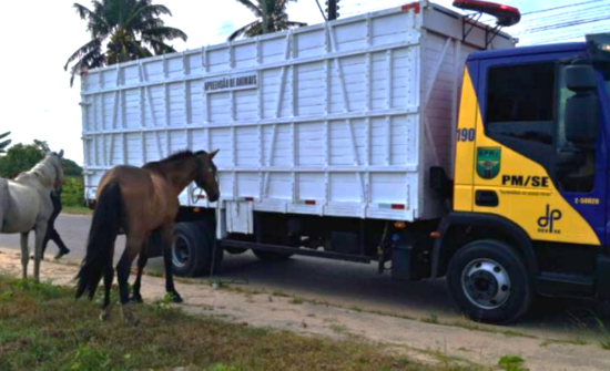 PM de Sergipe já retirou mais de 360 animais soltos das rodovias estaduais em 2025