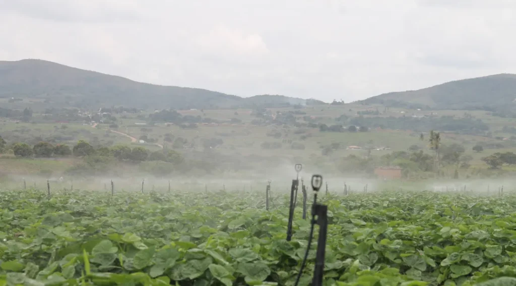 Irrigantes de Itabaiana destinam 28,2 toneladas de alimentos a 600 famílias de Santa Rosa de Lima