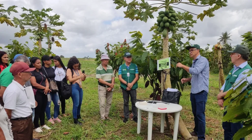 Produção de cacau avança em Sergipe e confirma nova fronteira agrícola no estado