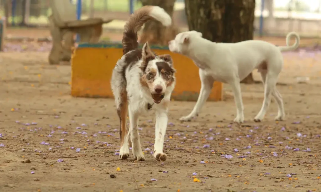 Campanha Dezembro Verde chama atenção para 30 milhões de animais domésticos abandonados no Brasil