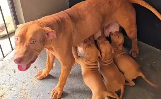 Tutor é preso em flagrante por maus-tratos a oito cães em Aracaju
