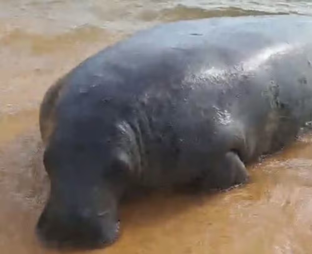 Vídeo: Peixe-boi ‘Tinga’ surpreende banhistas no Rio São Francisco; biólogo alerta para não tocar no animal