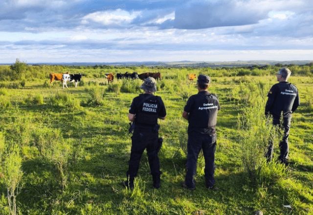 Operação Manada: PF prende 7 em ação contra contrabando de gado do Uruguai no RS e SC