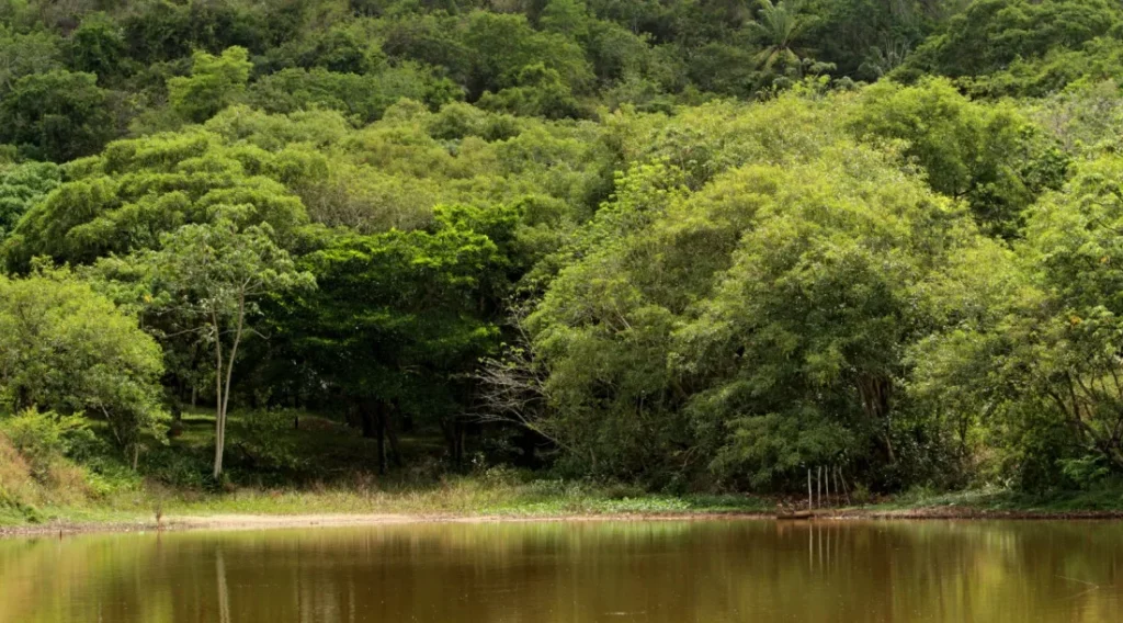 Governo de Sergipe consolida programas de conservação, reflorestamento e reciclagem em 2025