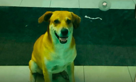 Cachorro de rua passa mais de 20 horas preso em agência bancária e mobiliza moradores de Aquidabã
