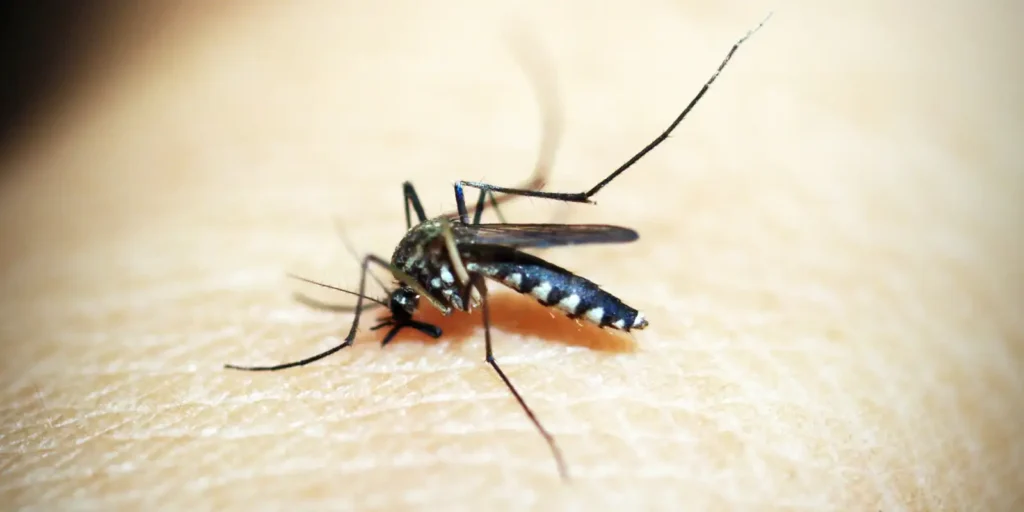 Estudo nacional reúne maior amostra sobre sequelas do zika em crianças