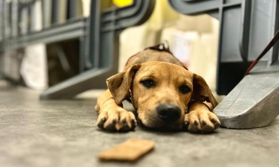 Programa Aju Animal soma 429 atendimentos a cães e gatos em dezembro de 2025