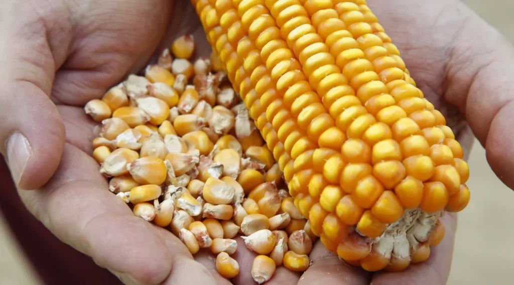 Sergipe expande produção de milho em quase 20% em quatro anos