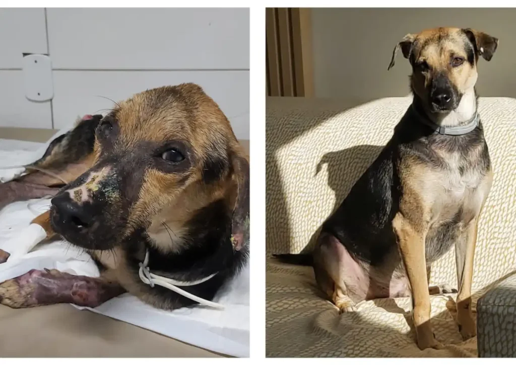 TRF-5 garante importação de medicamento para cão com leishmaniose em Sergipe