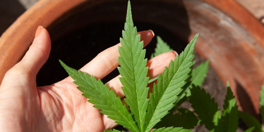 Anvisa avalia hoje novas regras para cultivo de cannabis medicinal no Brasil