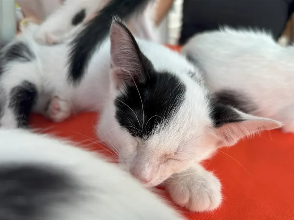 Campanha “Amigo Pet” oferece cães e gatos para adoção neste sábado no Shopping Jardins, em Aracaju