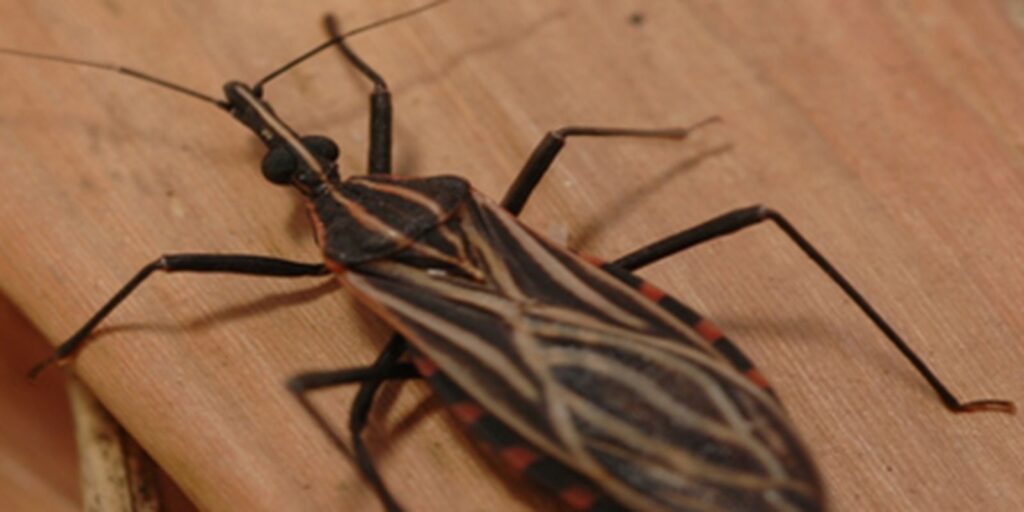 Surto de doença de Chagas em Ananindeua (PA) causa quatro mortes e 14 casos em janeiro
