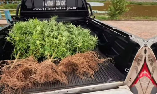 Homem é detido com nove pés de maconha em Moita Bonita