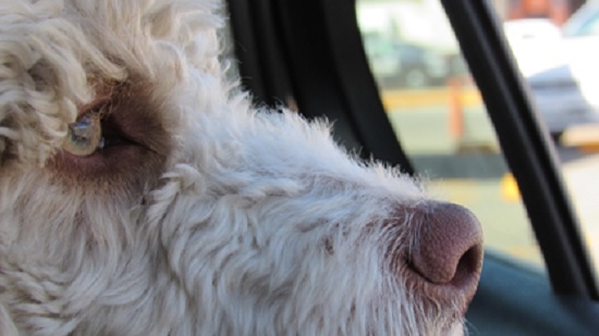 Cachorro Zico morre após ser esfaqueado na Praia da Atalaia Nova, em Barra dos Coqueiros